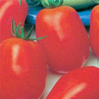 Tomato Roma VF Seed 1 LB products,Malaysia Tomato Roma VF ...