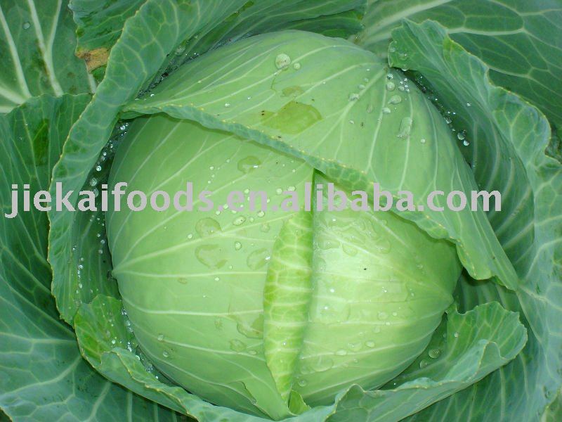  green   fresh   cabbage 