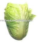 Chinese cabbage