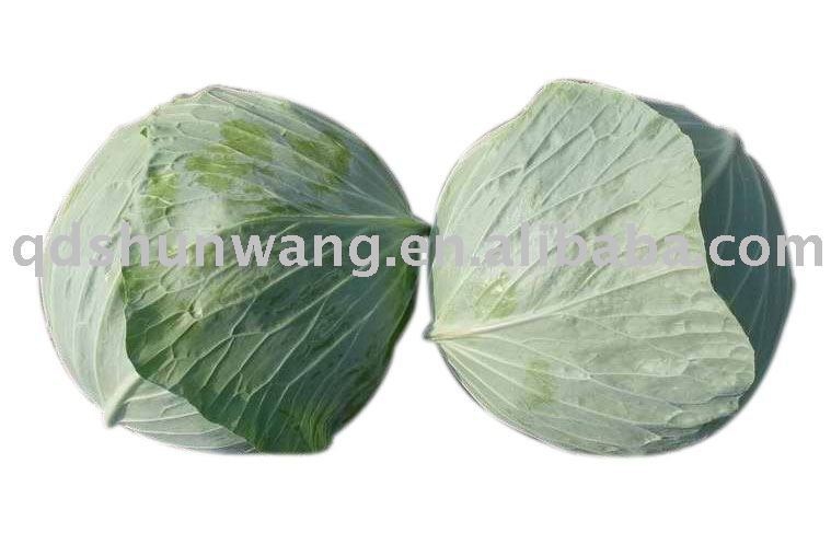 2011 chinese fresh round cabbage 1.5kg