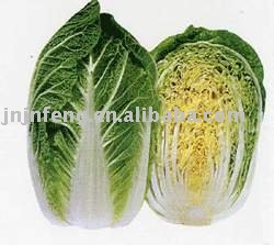 golden cabbage