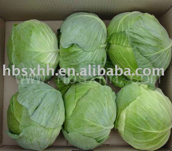 Fresh Cabbage