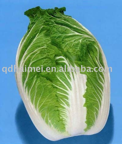fresh spring cabbage