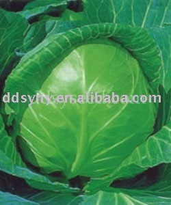 Sheng Gan cabbage seed
