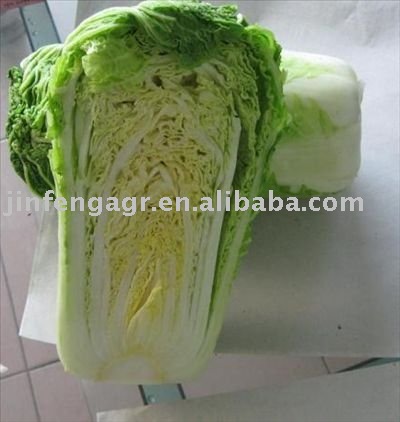 Fresh  Chinese Cabbage