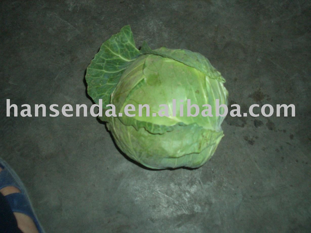 Green Cabbage