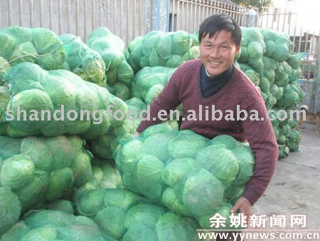fresh round Cabbage