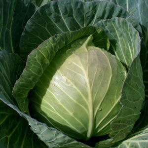 Cabbage (Hybrid Pattah Gobi)