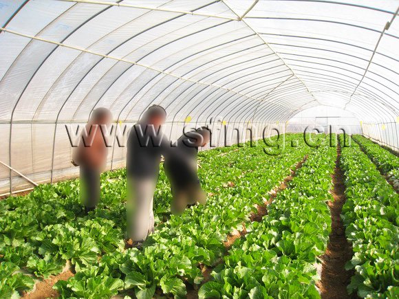 fresh Chinese cabbage