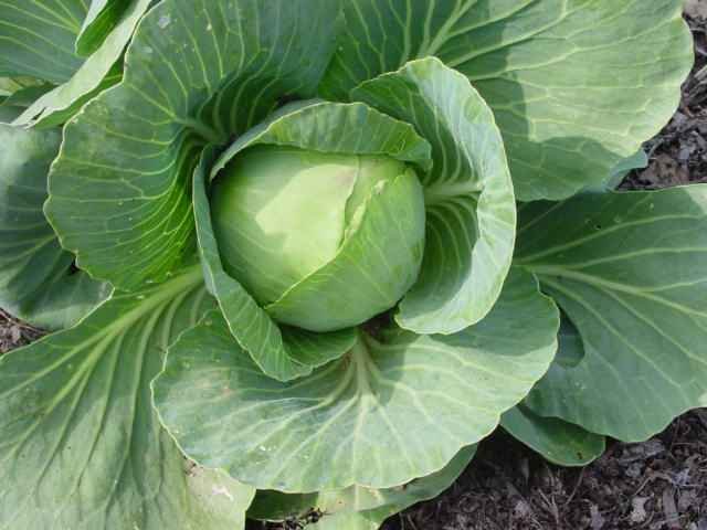 Freeze Dried Cabbage