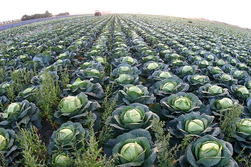 fresh head cabbage