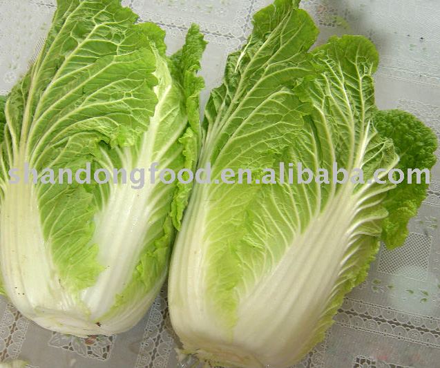 fresh chinese Cabbage