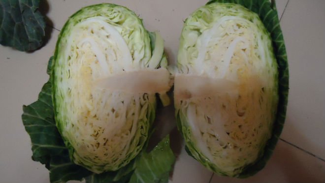 roung cabbage fresh cabbage freen cabbage