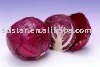 sell chinese fresh red Cabbage