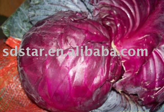purple cabbage