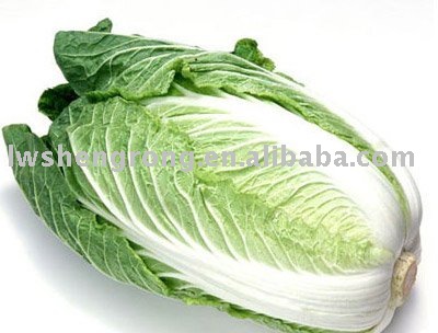 Green Chinese Cabbage