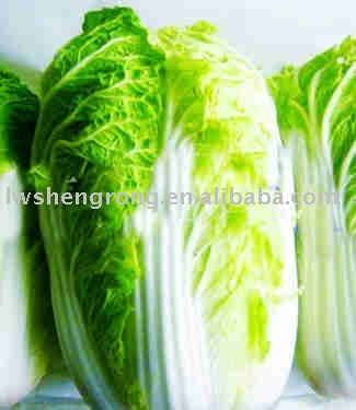 Green Chinese Cabbage,chinese cabbage