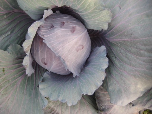  fresh   purple   cabbage 