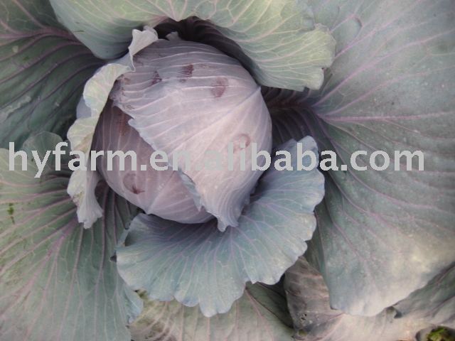 Purple cabbage,fresh purple cabbage,fresh vegetables