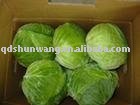 1.5kg   fresh  cabbage 