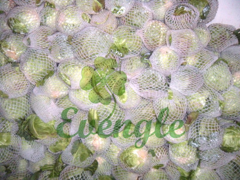 Cabbage