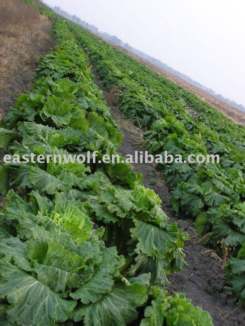  Fresh   Chinese   Long   Cabbage 