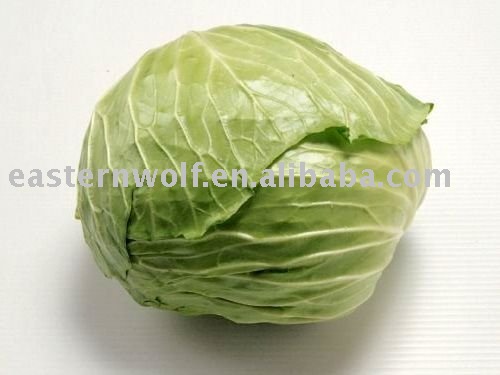 China fresh  cabbage  in 10kg mesh  bag  package.