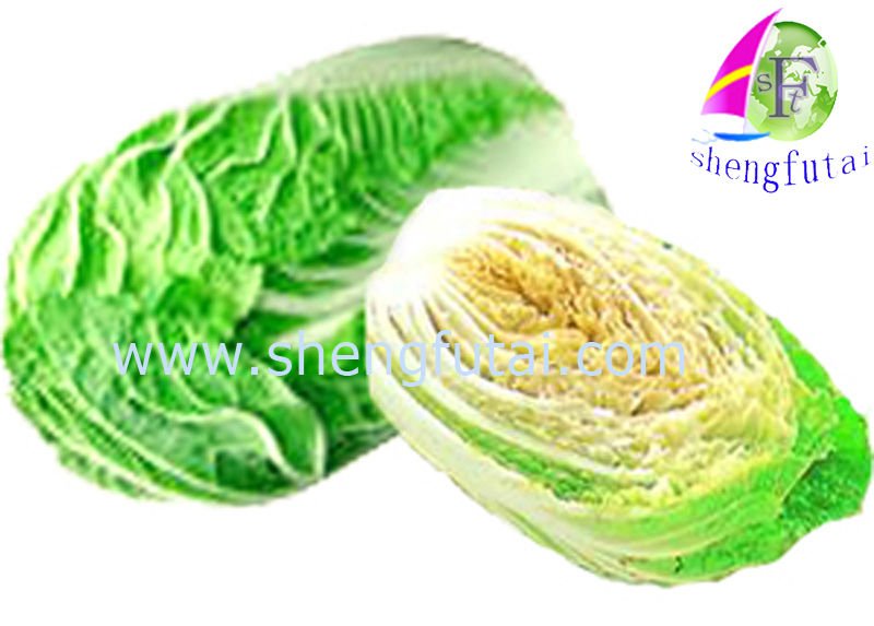 NEW CROP chinese cabbage (little  fiber)