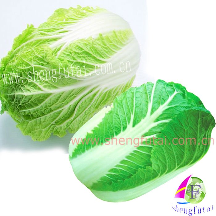 FRESH SMALL beijing cabbage (new crop)