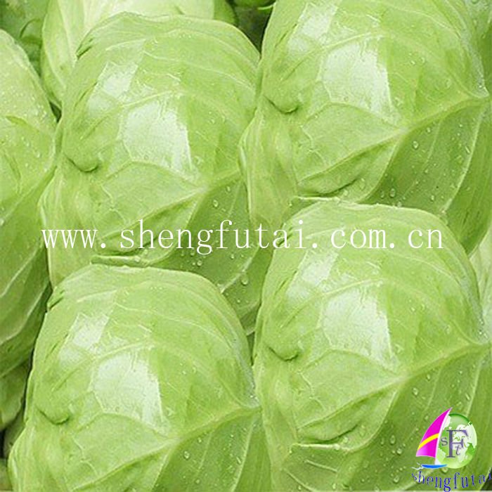  new   crop   fresh   cabbage 