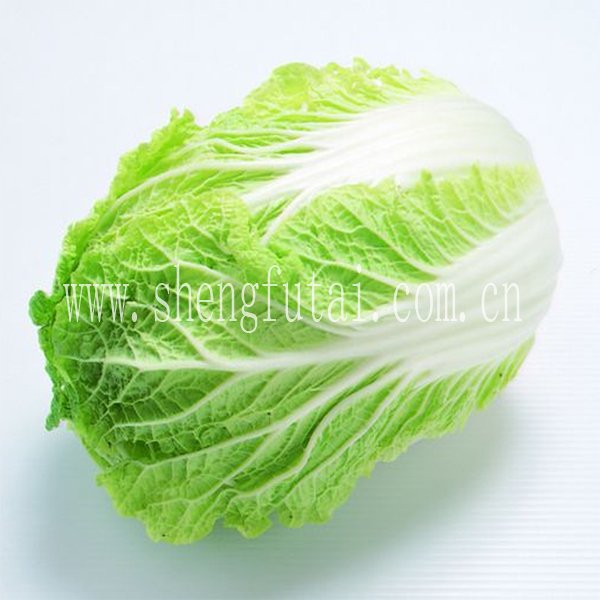 chinese fresh cabbage (little  fiber)