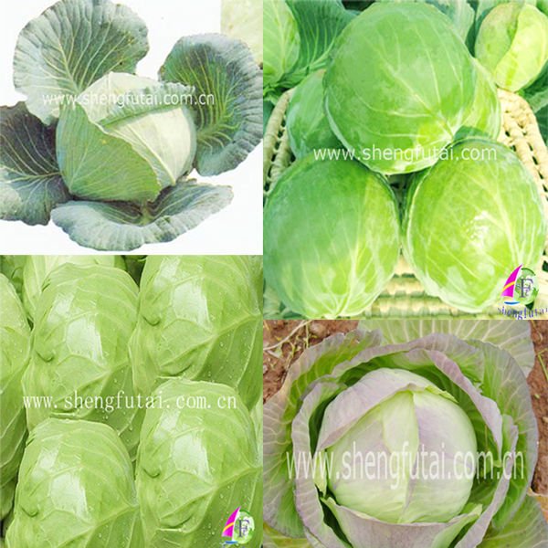 new crop round cabbage