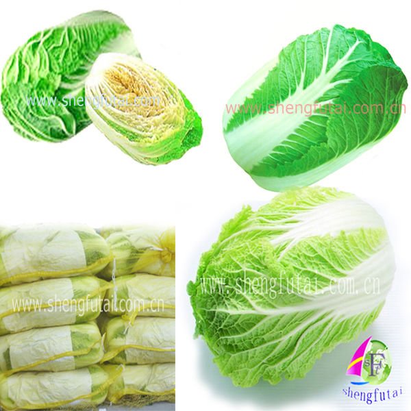 NEW CROP fresh chinese cabbage (little  fiber)