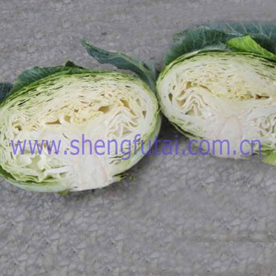 round cabbage new crop from china