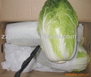 Chinese Cabbage