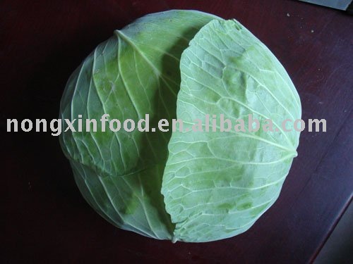 FRESH CABBAGE  ROUND CABBAGE CHINESE CABBAGE