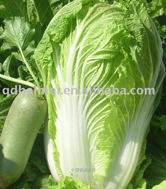 chinese  fresh cabbage