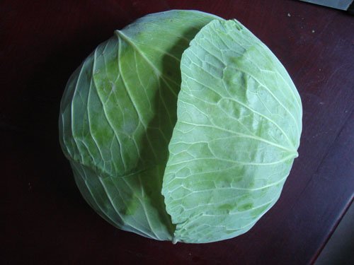 chinese cabbage  round cabbage