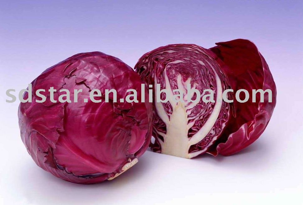 sell cabbage(fresh cabbage)