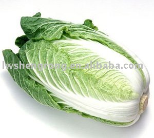 green cabbage,chinese cabbage,round cabbage