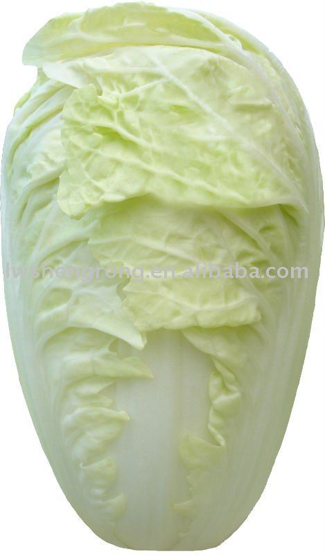  green   cabbage ,china  cabbage 