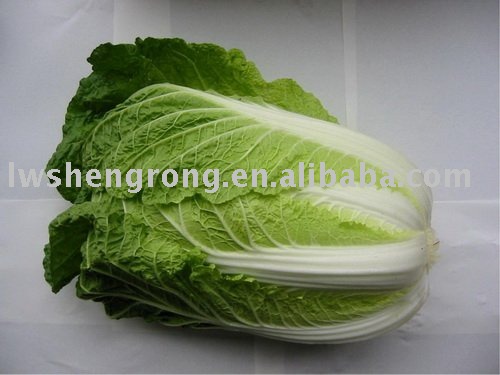 green cabbage,chinese cabbage