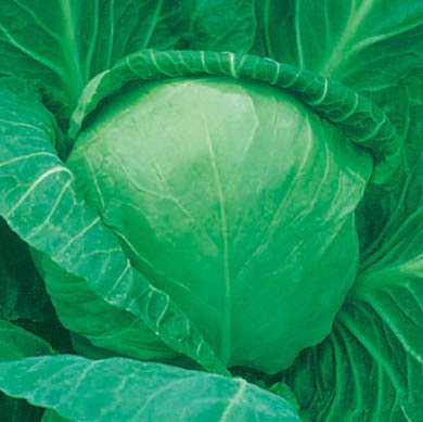fresh cabbage ITEM NO.70 Packing:Mesh Bag