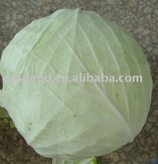round cabbage  ITEM NO.52 Packing:Mesh Bag