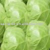 fresh  cabbage   ITEM NO.85   Packing:Mesh  Bag 