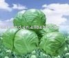 round cabbage(ITEM NO.58)  Packing:Mesh Bag