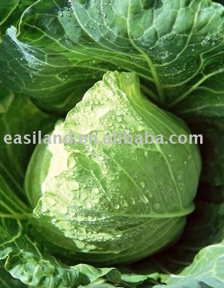 round cabbage ITEM NO.57(Packing:Mesh Bag)