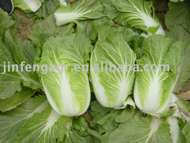  fresh   white   cabbage 