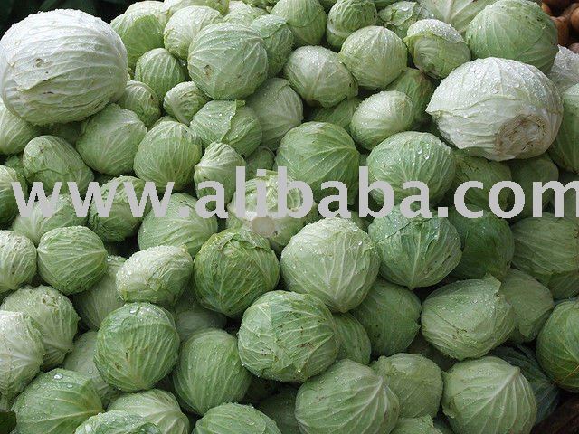 Fresh Cabbage