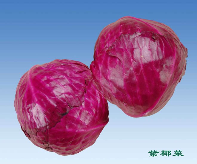 Organic Cabbage Purple